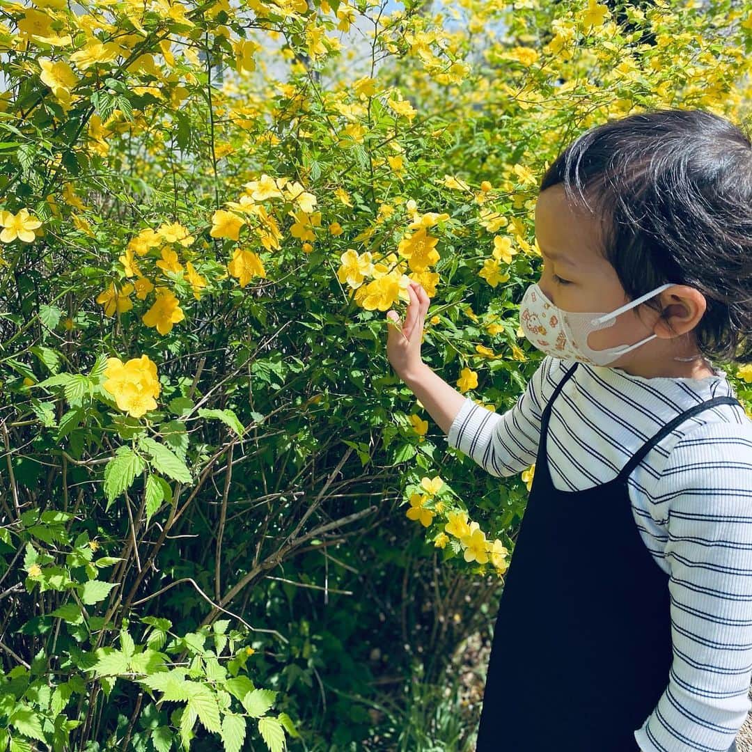 カジサック&ヨメサックさんのインスタグラム写真 - (カジサック&ヨメサックInstagram)「歯医者さんの帰りに黄色の可愛いお花を見つけました😊 歩いているといろんな発見があるね✨　  そして公園で少し遊びましたが、せんちゃん初めてブランコ一人で漕げました😊 座って高くまで漕げるようになってよかったね✨ #せんちゃん #急に暑いですね💦 #ヨメグラム」3月31日 14時04分 - kajisac_yomesac