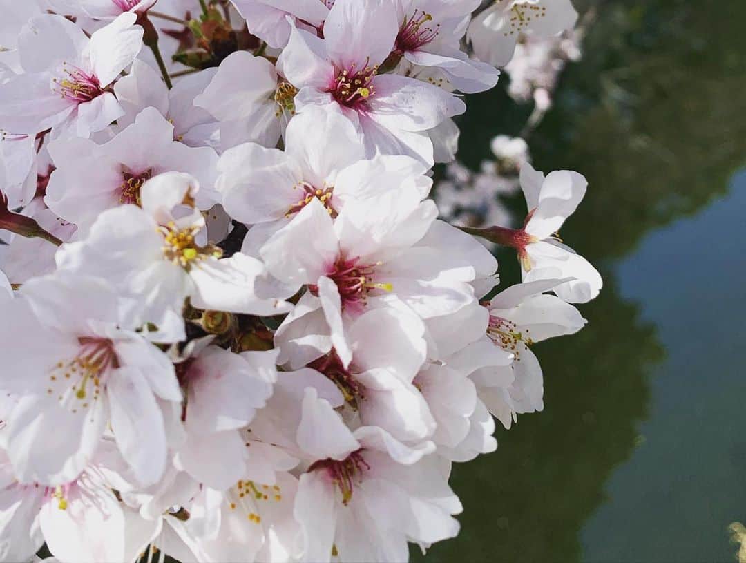 北村響さんのインスタグラム写真 - (北村響Instagram)「#彦根城 #桜 #地元愛 #春 #off #散歩 #天気最高  久しぶりのオフ お散歩日和で桜を見に母と 行ってきました🌸」3月31日 15時20分 - k.bikistagram