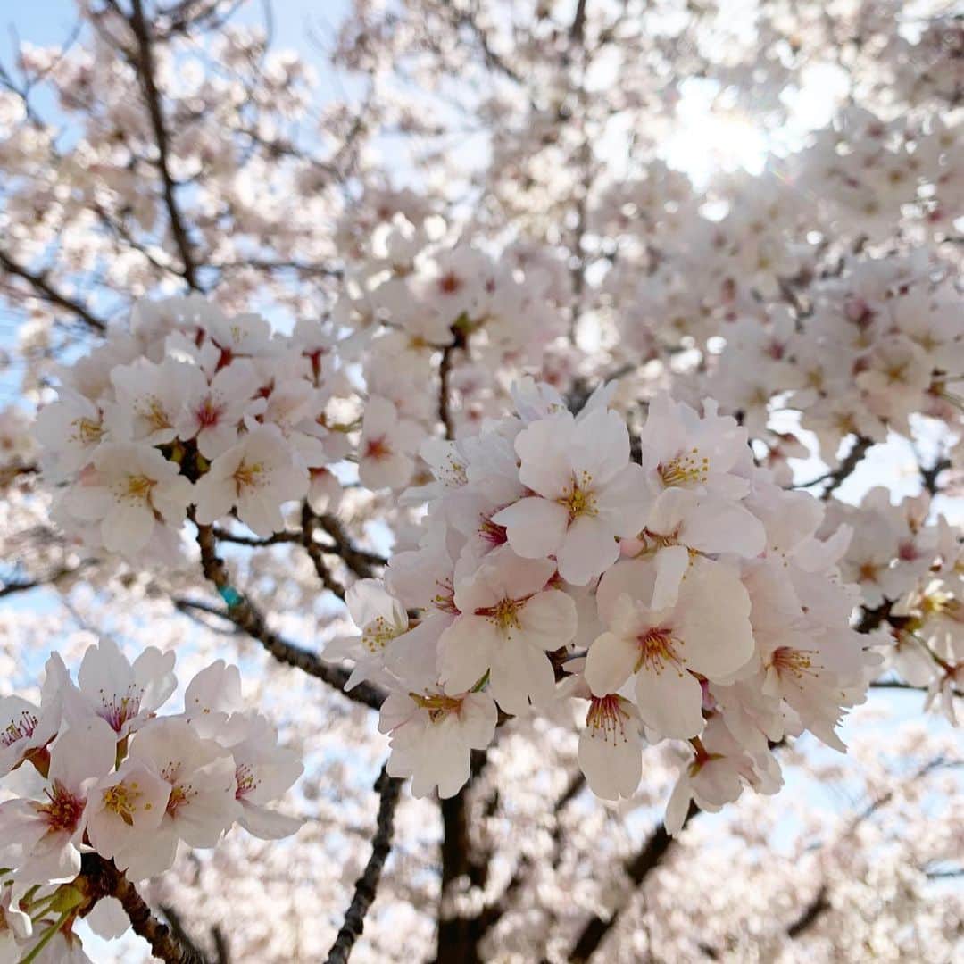 ayu kagawaさんのインスタグラム写真 - (ayu kagawaInstagram)「どこもかしこも桜が満開で気持ち良い🌸 #桜#cherryblossom」3月31日 15時37分 - ayuyunyun