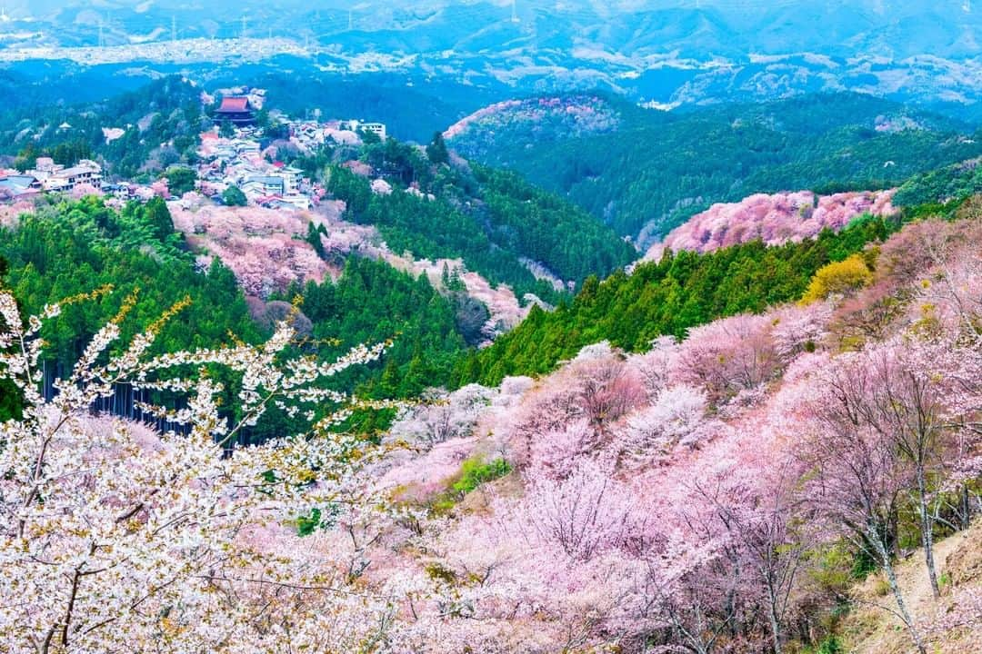 THE GATEのインスタグラム：「🌸 Mount Yoshino 🌸 #Japan #Nara #🇯🇵 . Mount Yoshino locates in central Nara prefecture.  In 2004, Mount Yoshino was designated as a UNESCO World Heritage Site as a part of the Sacred Sites and Pilgrimage Routes in the Kii Mountain Range.  . It is a popular cherry blossom viewing spot, as there are around 30,000 cherry trees throughout the mountain. . Spring isn’t the only beautiful season on Mount Yoshino. The hydrangeas in the summer, the fall foliage and the snowy winter landscapes are all amazing. . Throughout the year, light-up events are held at Mount Yoshino, such as the cherry blossom light up and the fall foliage light up. ————————————————————————————— Follow @thegate.japan for daily dose of inspiration from Japan and for your future travel. Tag your own photos from your past memories in Japan with #thegatejp to give us permission to repost ! . Check more information about Japan. →https://thegate12.com/spot/854  →@thegate.japan . #japanlovers #Japan_photogroup #viewing #Visitjapanphilipines #Visitjapantw #Visitjapanus #Visitjapanfr #Sightseeingjapan #Triptojapan #粉我 #Instatravelers #Instatravelphotography #Instatravellife #Instagramjapanphoto #cherryblossom #cherryblossoms #MountYoshino #sakura  #Nara #Japan #traveljapan #worldheritage #worldheritagesite」