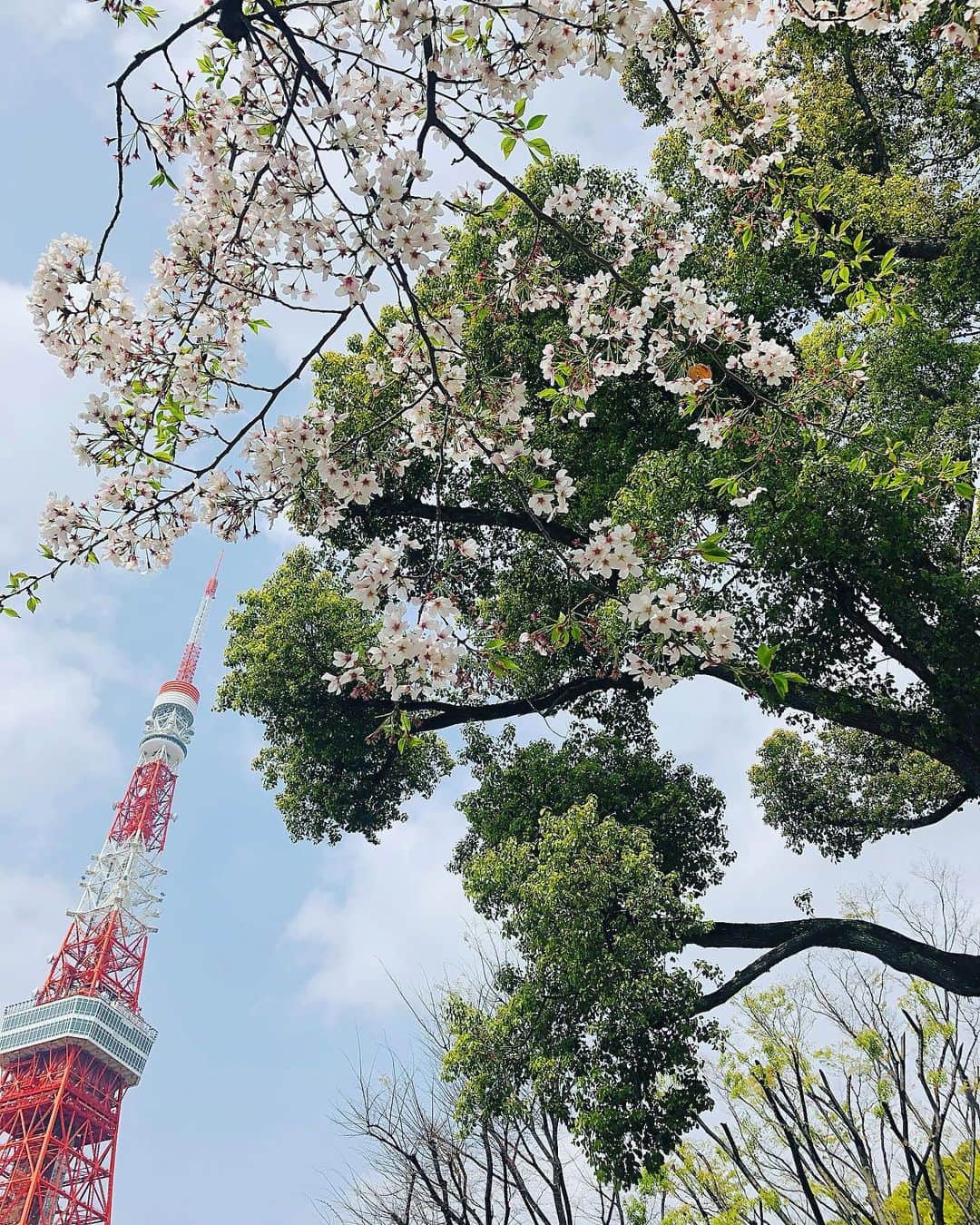 リンさんのインスタグラム写真 - (リンInstagram)「#我ながら  #いい写真  #撮れました  #sakura  #tokyotower  #春 #幸せ」3月31日 16時36分 - lynn.06.01