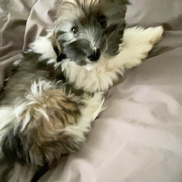 カミール・グラマーのインスタグラム：「Good Morning or afternoon.. 😊🐶」