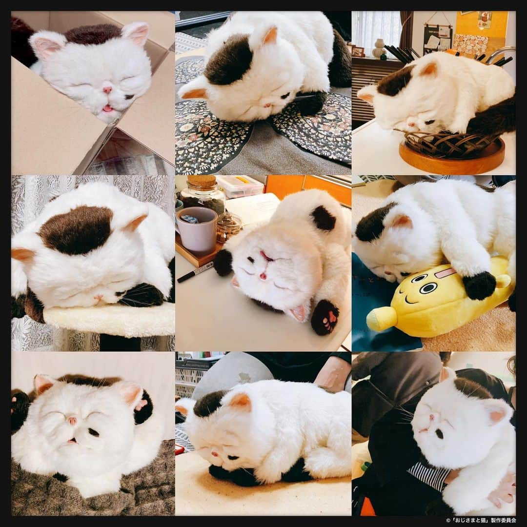 おじさまと猫のインスタグラム：「#ふくまる と #マリン の 寝てる姿を集めてみした🥰  #ねてまる #ねてマリン #せっかくなので集めてみました  皆さんはどれが好きですか…？💓  #おじさまと猫 🌟#TVer 他見逃し配信は今日まで 🌟#Paravi では全話配信中 🌟DVD&Blu-rayも予約受付中💿  #草刈正雄 #神木隆之介 #小関裕太 #武田玲奈 #平山浩行  #高橋ひとみ #升毅 #松本穂香 #吉澤嘉代子 #阿部真央 #猫 #猫のいる暮らし #インスタ限定投稿👈」