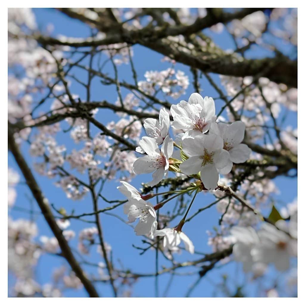 さだまさしさんのインスタグラム写真 - (さだまさしInstagram)「房州の桜🌸 鶯付きの動画は Ｍass@Ｍaniaのミタが、、、👀 . #桜 #さだまさし #sadamasashi」3月31日 19時08分 - sada_masashi