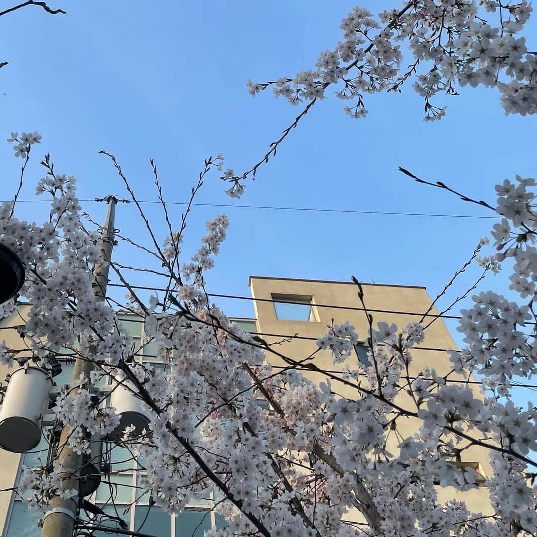 キム・ジュンソさんのインスタグラム写真 - (キム・ジュンソInstagram)「봄 즐기는 법🌸 = 사진 5000장 찍기」3月31日 19時22分 - __k_junseo