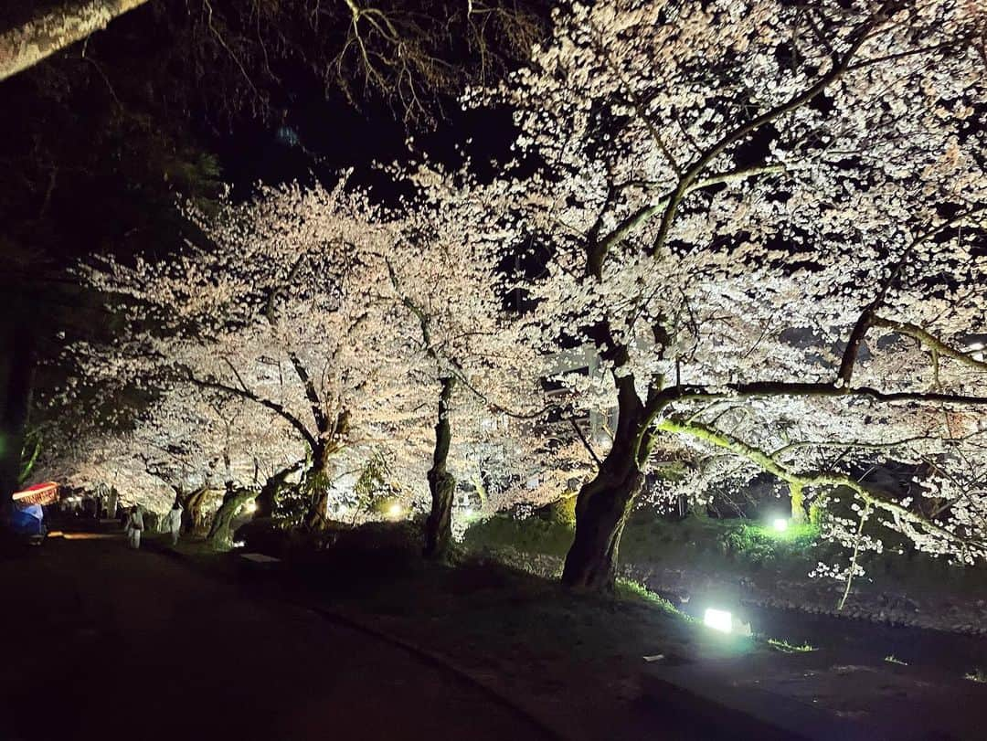 南條早紀さんのインスタグラム写真 - (南條早紀Instagram)「夜桜散歩🌸  帰り道、少しだけお花見をしました☺️ 飲んだり食べたりせず、 ライトアップされた松川べりと 城址公園周辺をお散歩！  前を歩くのは会社の同僚☺️ 大事な同期です✨  2015年に入社して、5年。 それぞれ部署が違いますが、 共にここまで乗り越えてきました🍀  咲き誇る桜からパワーをもらい、 いよいよ明日から始まる新たな年度 またがんばりたいと思います🌸  そして来年は、桜の下で みんなでわいわい美味しいもの食べて 乾杯🍻できたらいいな😊💓  新年度を迎えるみなさん！ 一緒に頑張りましょうね٩( ᐛ )و✨  #富山県 #富山市 #富山 #toyama #桜 #花見 #夜桜 #夜桜ライトアップ #夜桜散歩 #ノンストップ #お花見 #お花見日和 #夜風が気持ちいい #同期 #同期会 #満開 #満開の桜 #松川べり #富山城址公園 #綺麗 #綺麗な景色 #新年度 #頑張ろう #来年はお花見できますように  #桜2021 #癒やされた  #富山テレビ #アナウンサー #なんじょうのにちじょう #🌸」3月31日 19時42分 - nanjo_saki