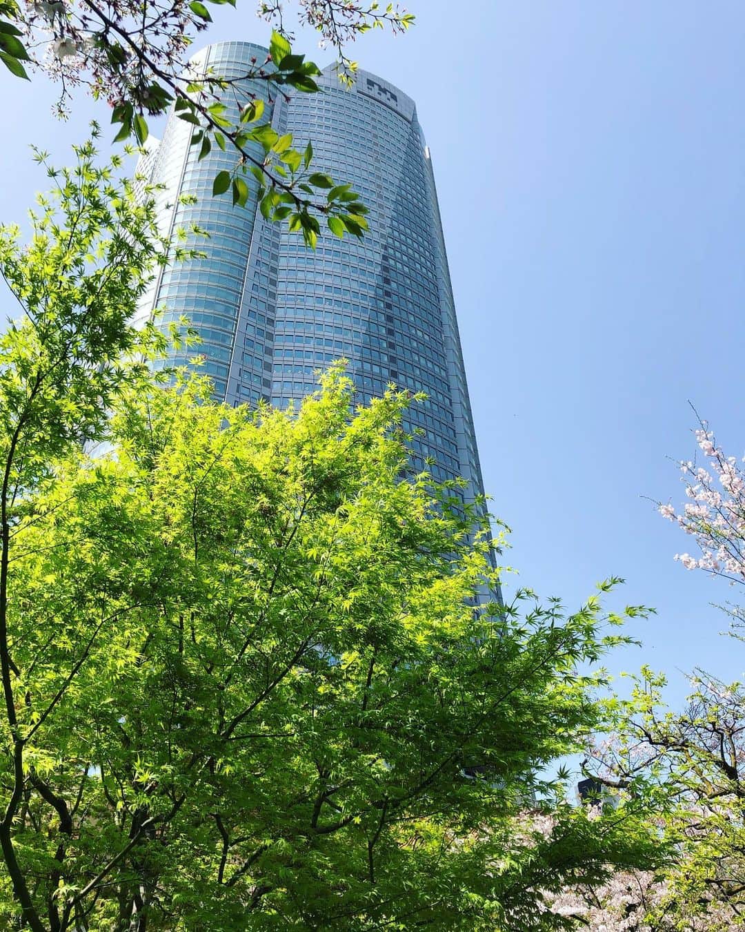 今村涼子さんのインスタグラム写真 - (今村涼子Instagram)「桜が散ってくると、 一気に新緑がまぶしくなります。 #六本木ヒルズ毛利庭園 #桜から新緑へ #紅葉の新芽」3月31日 19時46分 - ryoko.imamu