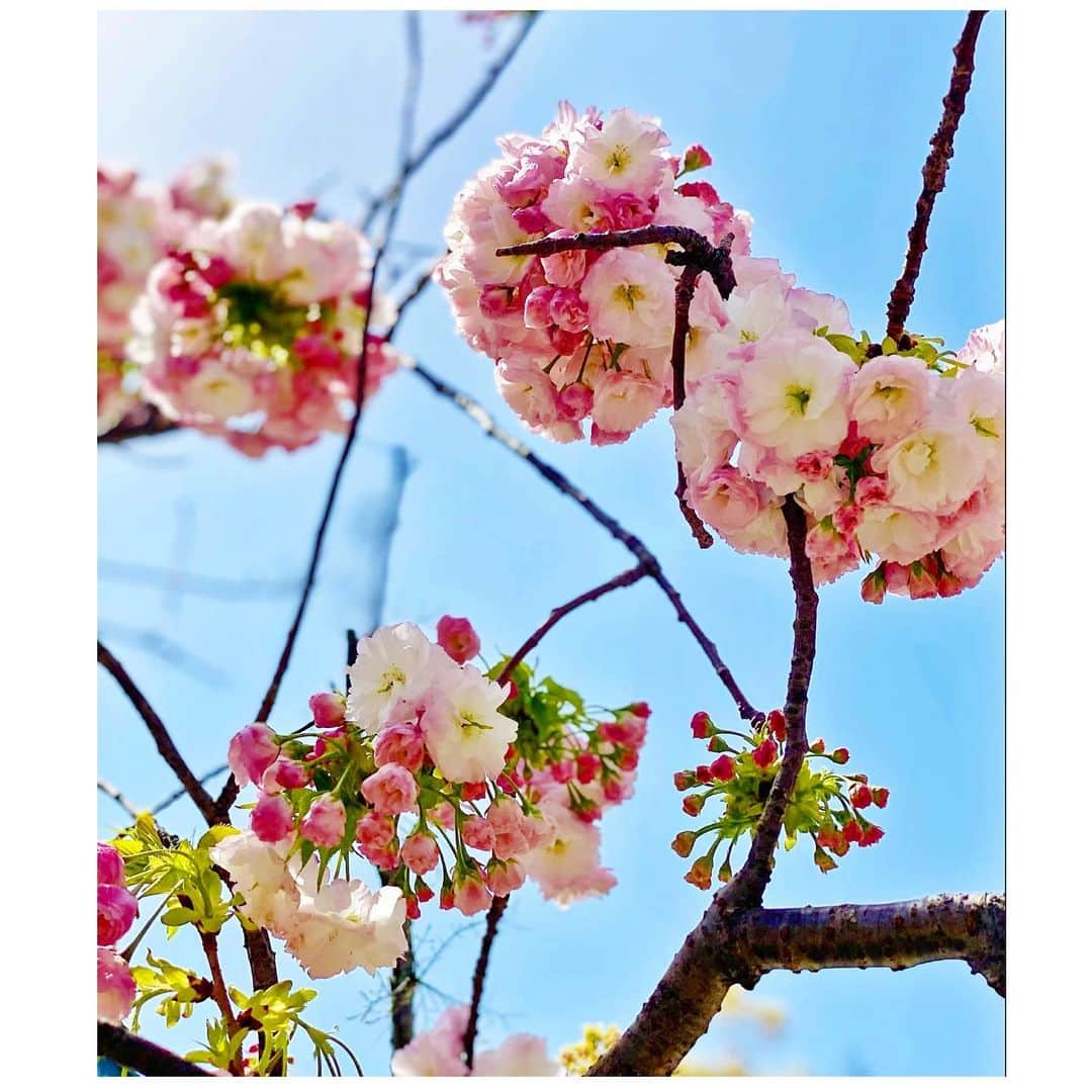 風花舞さんのインスタグラム写真 - (風花舞Instagram)「different type🌸」3月31日 19時54分 - kazahanamai_official