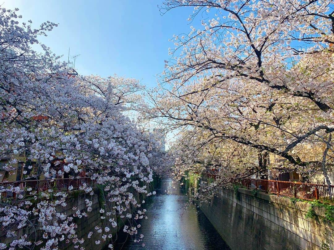 坂本美雨さんのインスタグラム写真 - (坂本美雨Instagram)「愛しの目黒川。  今年も #サバ美提灯 は出せずでしたが、 なにも飾り付けがないと可憐さが際立っていいね。」3月31日 20時10分 - miu_sakamoto