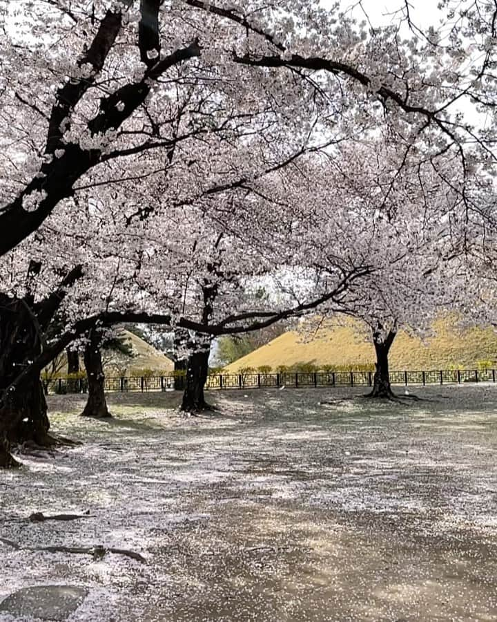 イム・スジョンのインスタグラム：「벚꽃눈🌸」