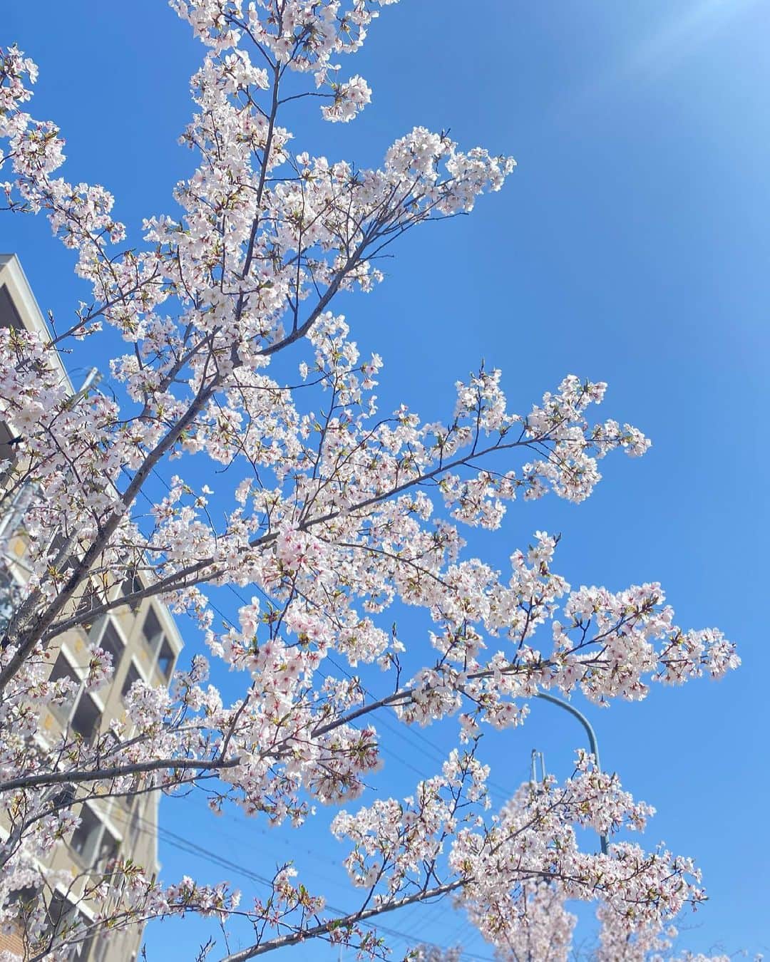 川島海荷さんのインスタグラム写真 - (川島海荷Instagram)「桜が見頃な場所に来ています。🌸」3月31日 21時15分 - umika_kawashima