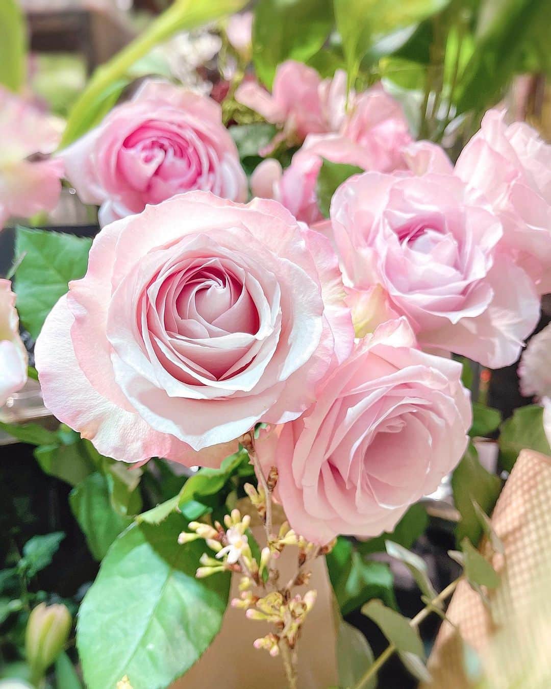 瀬戸早妃さんのインスタグラム写真 - (瀬戸早妃Instagram)「自分の心が弱すぎるのか… どうしても元気になれない日もあるけど、 きっと大丈夫. ゆっくりと自分のペースでね🌷  #roses  #自分のペースで」3月31日 21時26分 - plievesaki