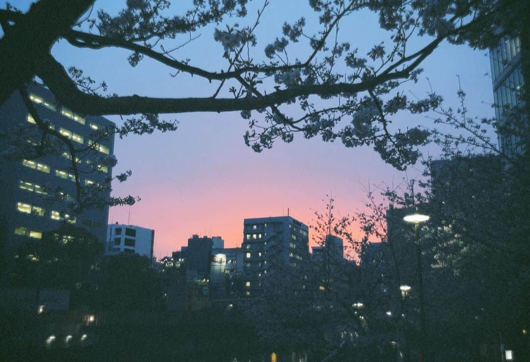 佐藤乃莉さんのインスタグラム写真 - (佐藤乃莉Instagram)「桜とネオンと夕焼けが 仲良し。  #桜#夕焼け#ネオン」3月31日 21時37分 - nori_sato_