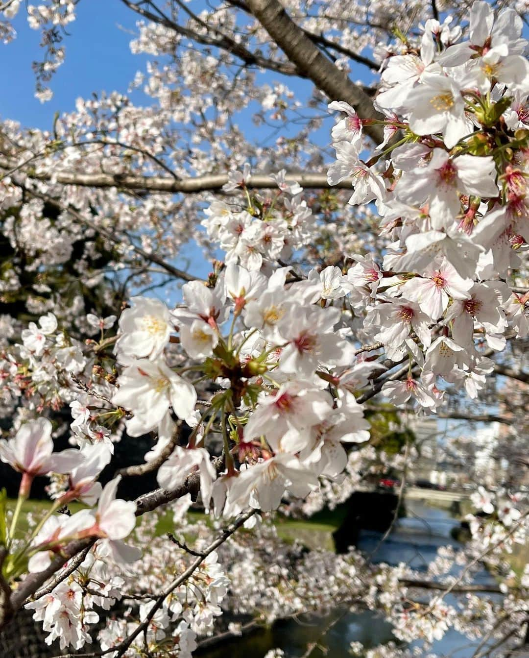 MIHO氏さんのインスタグラム写真 - (MIHO氏Instagram)「熊本城🌸  桜の名所100選にも選ばれているとのことで とっても綺麗に桜が咲いてました。  2016年の熊本地震で甚大な被害を受けつつも 少しずつ復興が進められており 在りし日の熊本城を甦らせたいという 地元の人たちの熱い想いを感じました。  完全復興には20年かかるらしいけど 熊本と熊本城には頑張ってほしい。  ． #熊本城  #外のベンチで休んでたらな #目の前にめちゃでかい犬いてな #木製ベンチの角っこをめっちゃ噛んでてな #角っこガジガジになってた #せっかく復興してるのに被災さすな #わんこガジガジの乱 #でもかわいいから見てみぬふりした #どんまいオブザイヤー」3月31日 21時42分 - _mihoshi.344_