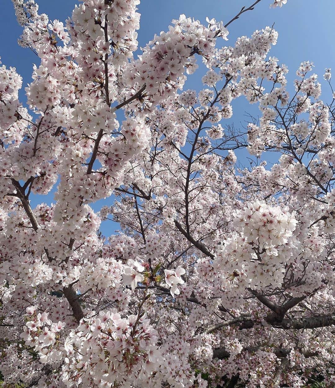 きたかぜあすかさんのインスタグラム写真 - (きたかぜあすかInstagram)「ㅤㅤㅤㅤㅤㅤㅤㅤㅤㅤㅤㅤㅤ ㅤㅤㅤㅤㅤㅤㅤㅤㅤㅤㅤㅤㅤ くまと京都へお花見🌸 ㅤㅤㅤㅤㅤㅤㅤㅤㅤㅤㅤㅤㅤ half jacket やはりかわいいな 4.4 sun 発売スタートです♡ ㅤㅤㅤㅤㅤㅤㅤㅤㅤㅤㅤㅤㅤ ㅤㅤㅤㅤㅤㅤㅤㅤㅤㅤㅤㅤㅤ #Acka #asucode」3月31日 21時44分 - asukaa02