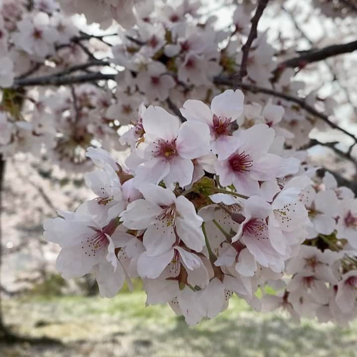 シム・ジホのインスタグラム：「. 벚꽃이 이렇게 예쁜 동네는 본 적이 없구나. .」