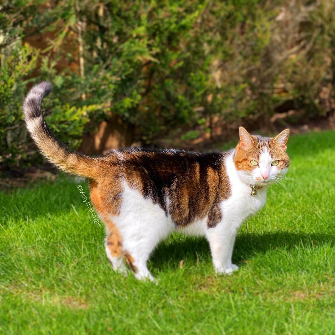 Misty The Moggieのインスタグラム：「When a heatwave brings the most picturesque weather you must have a photoshoot! 📸 Spending all day in the sun before the snow 😅 Have you been in the garden today? 😸」