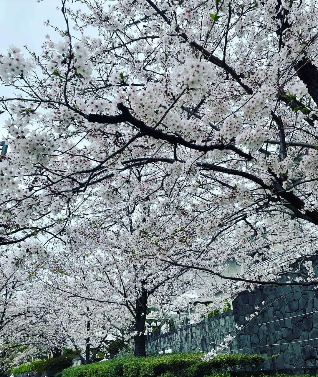田中卓志さんのインスタグラム写真 - (田中卓志Instagram)「今日はこう言う写真で勘弁して下さい😖  #アンガールズ #桜 #cherryblossom」3月31日 22時41分 - ungirls_tanaka