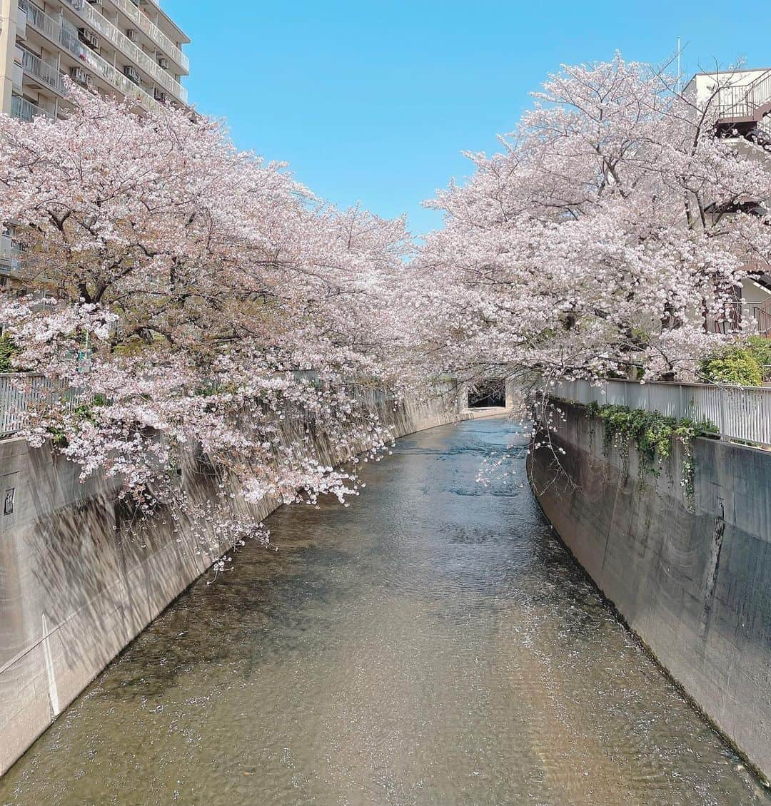 ぽこのインスタグラム：「撮影場所の近くで綺麗な桜見れた🌸﻿ お花見してないから、散る前に見れて嬉しかったなぁ☺️❤️﻿ 神田川が綺麗でびっくり😳﻿ ﻿ ﻿ #神田川﻿ #桜」