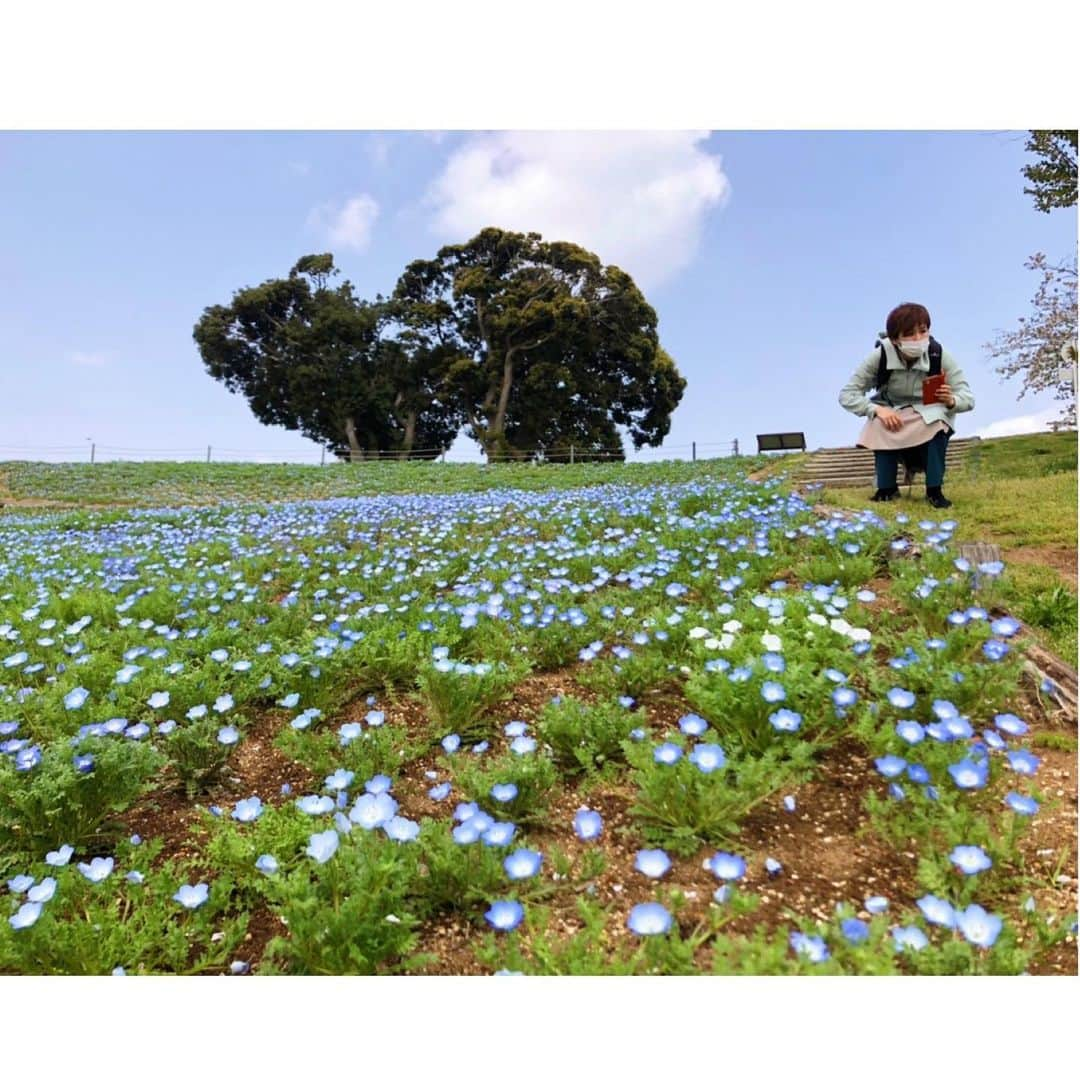 にしおかすみこさんのインスタグラム写真 - (にしおかすみこInstagram)「小野ちゃんが撮ってくれた、 私とネモフィラ。  。。。おい。 なんだその余裕面は。。 #小野真弓　ちゃん」3月31日 23時00分 - nishioka_sumiko