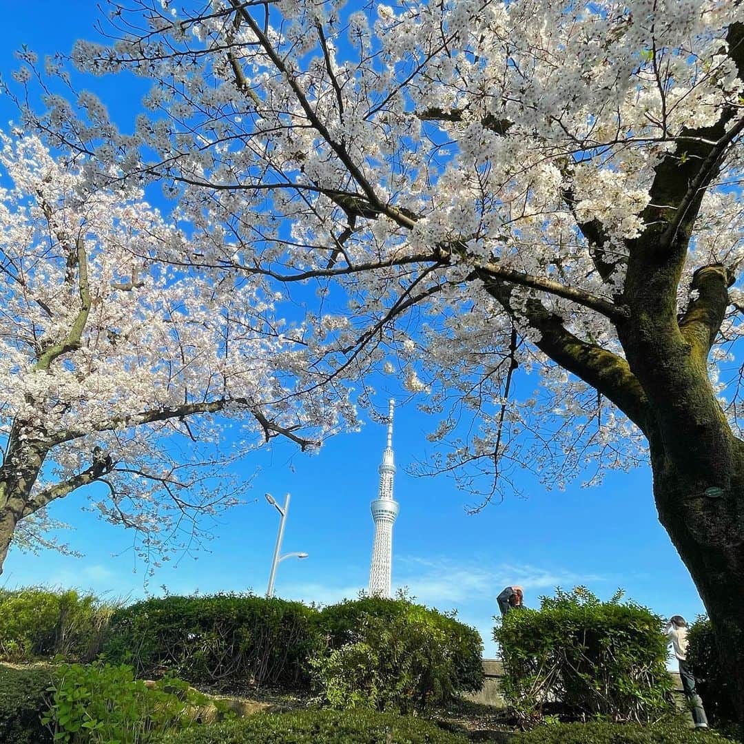 みなみのインスタグラム：「🌸 #浅草 #桜 #春 #スカイツリー」
