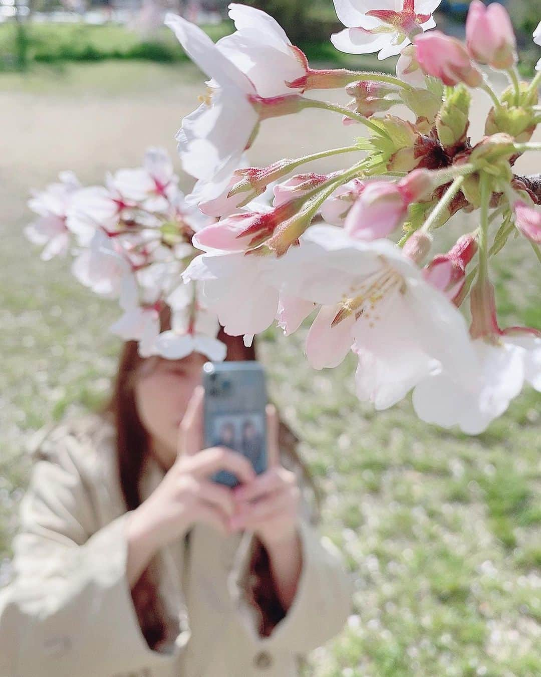 本郷柚巴さんのインスタグラム写真 - (本郷柚巴Instagram)「ただいま😊  今年も桜間に合ったね🌸  来年もよろしくです❤︎  #桜 #春 #ワンピース #携帯 #プリクラ #七海 #mecca  #meccaplus」3月31日 23時55分 - h.yuzuha_0112