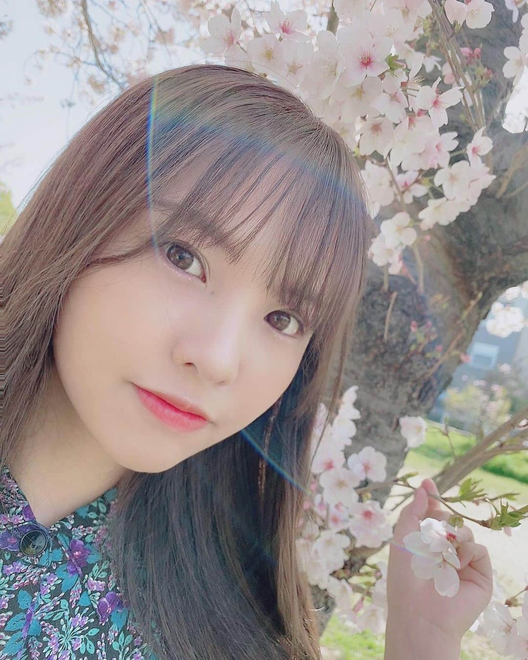 本郷柚巴さんのインスタグラム写真 - (本郷柚巴Instagram)「ただいま😊  今年も桜間に合ったね🌸  来年もよろしくです❤︎  #桜 #春 #ワンピース #携帯 #プリクラ #七海 #mecca  #meccaplus」3月31日 23時55分 - h.yuzuha_0112