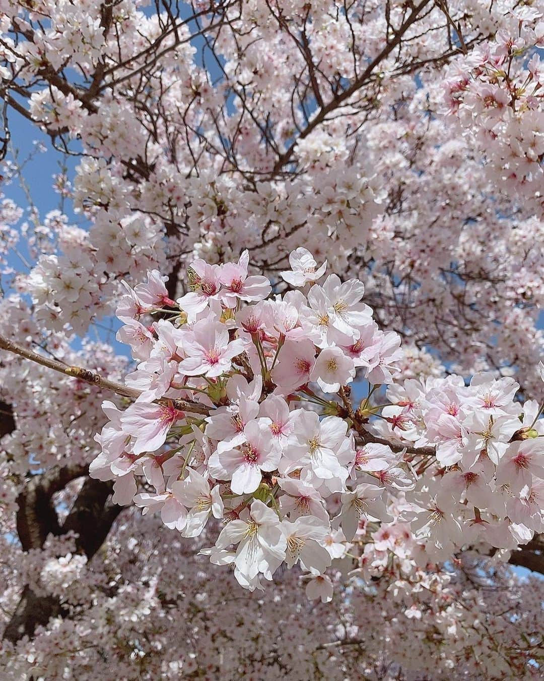 本郷柚巴さんのインスタグラム写真 - (本郷柚巴Instagram)「ただいま😊  今年も桜間に合ったね🌸  来年もよろしくです❤︎  #桜 #春 #ワンピース #携帯 #プリクラ #七海 #mecca  #meccaplus」3月31日 23時55分 - h.yuzuha_0112