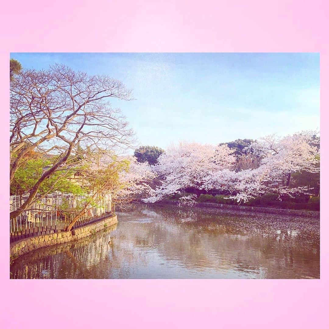 千眼美子のインスタグラム：「・ 🌸🌳🍃  #japan  #now #cherryblossom  #sakura #blooming #桜 #さくら #花見 #お花見 #日本 #神社 #櫻花 #🇯🇵 #⛩ #🌸」