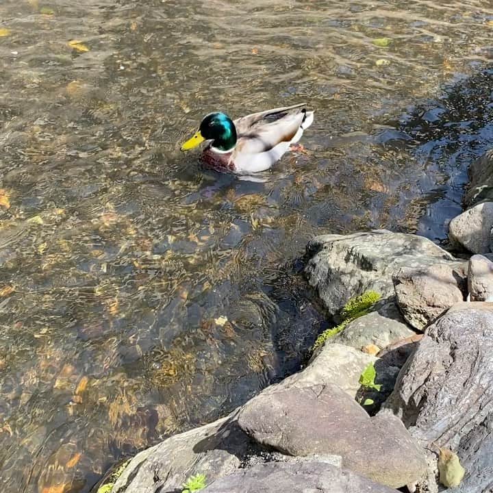 服部円のインスタグラム：「家の前に鴨🦆 #京都は気がいい」