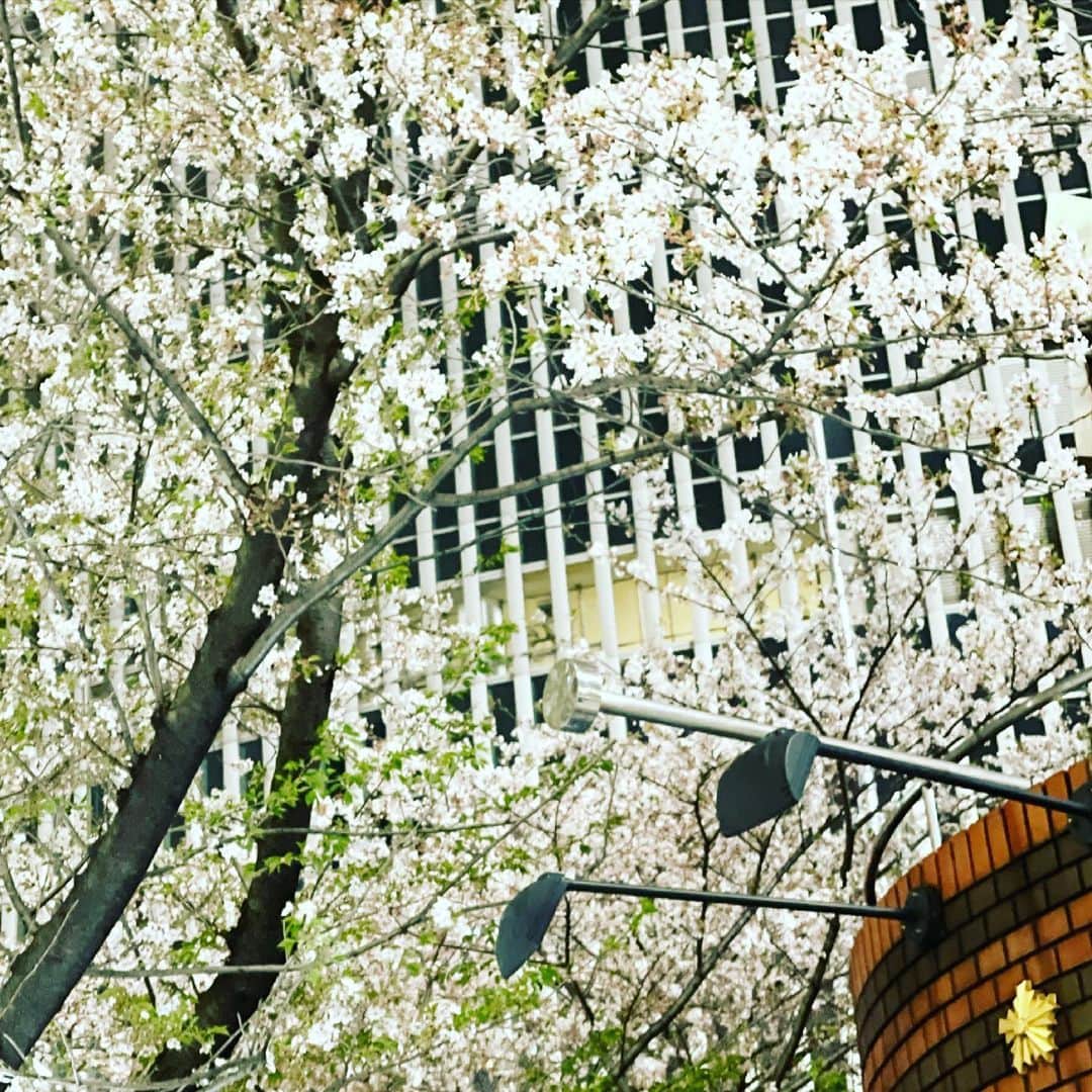 しんのすけさんのインスタグラム写真 - (しんのすけInstagram)「#しんのすけ 2分散り桜」4月1日 1時59分 - shinnosuke_burninghead