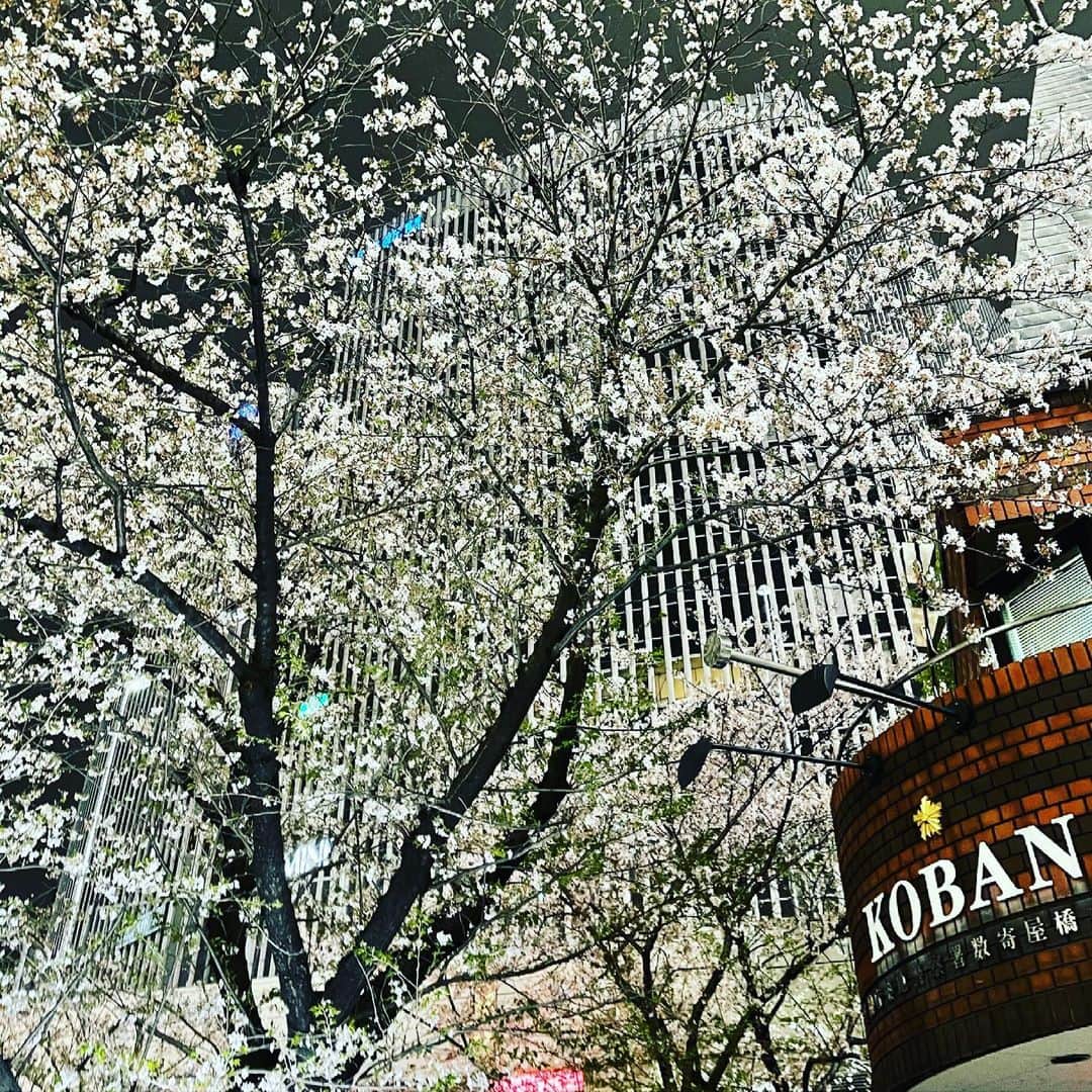 しんのすけさんのインスタグラム写真 - (しんのすけInstagram)「#しんのすけ 2分散り桜」4月1日 1時59分 - shinnosuke_burninghead