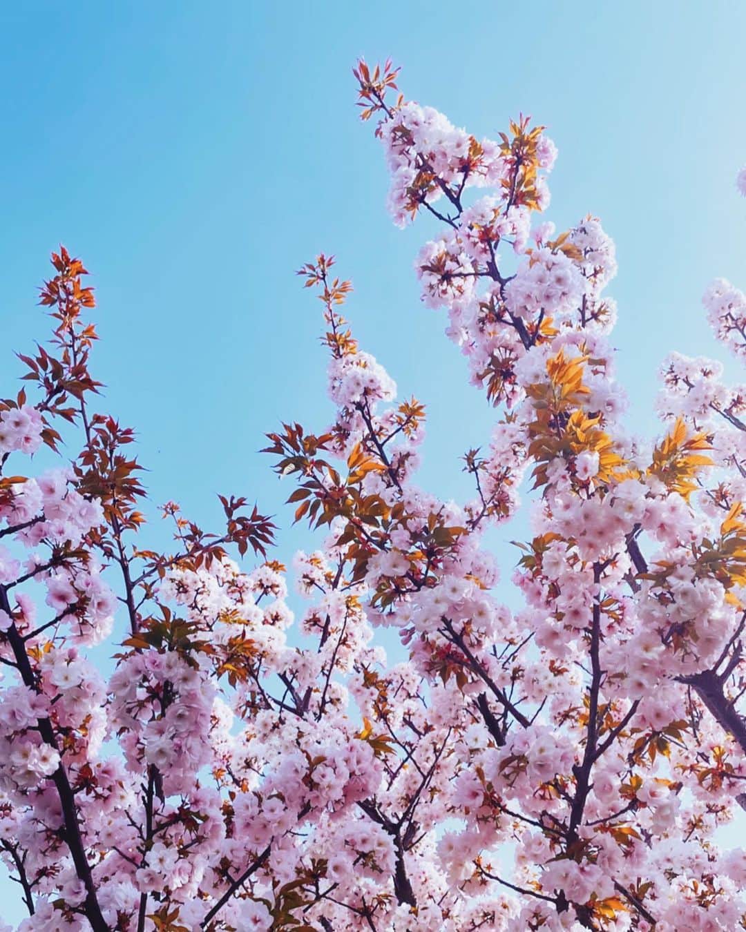 池田沙代さんのインスタグラム写真 - (池田沙代Instagram)「🌸4月🌸 . 今が楽しいだけじゃなく 自分がどうなりたいかと、 ちゃんとやりたいことをどうやるか 考える月にする😚笑 #絶賛迷走中🤣🙌🏻 .」4月1日 11時33分 - sayopi
