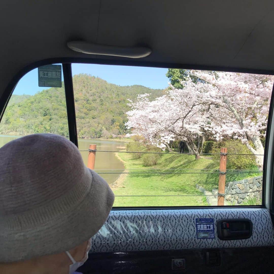 瀬戸内寂聴のインスタグラム：「定期検診のための病院に行きたくなくて、 いやいや引っ張り出されて行ったけど、 寂庵を出るなり、行く先々で桜が咲いていてよい花見になりました🌸  どの家の桜にも、全部見覚えがある。 大きくなってびっくりしています。  果たして来年はどこからこの花を見ることだろうか…  #嵯峨野 #花見 #桜 #広沢池 #瀬戸内寂聴」