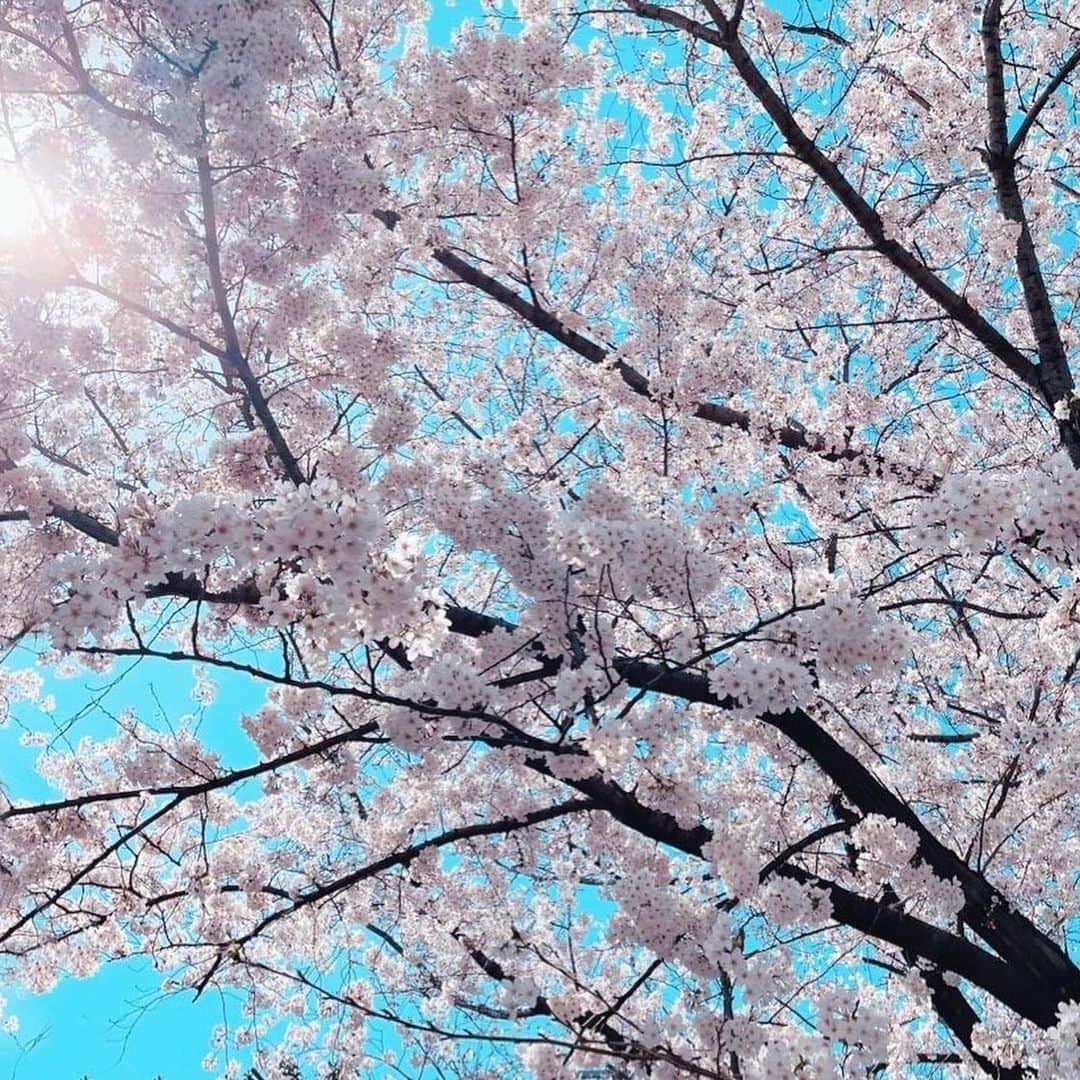 のインスタグラム：「🌸皆さまにお知らせです🌸  この春、古舘プロジェクトを退所し、 フリーランスとして活動させて頂く事になりました。 今後のお仕事のご依頼は、 info.rena0913@gmail.com までお願い致します。  これからも自分のペースで お仕事を続けていきたいと思いますので 皆さま、よろしくお願いします。  最後になりましたが 事務所スタッフの皆さま、 温かく見送って下さり ありがとうございました！  2021年4月1日 レナ」