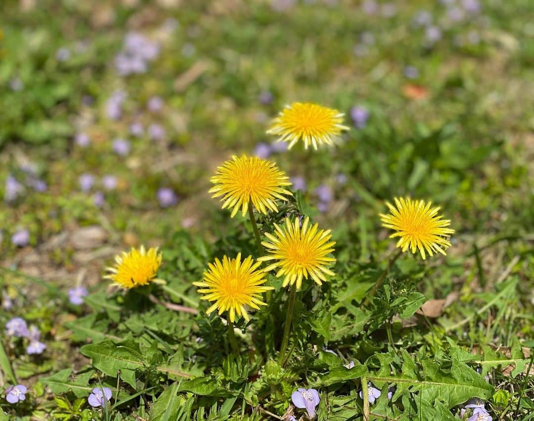 畠山愛理さんのインスタグラム写真 - (畠山愛理Instagram)「🌼🦋🐾」4月1日 12時23分 - airihatakeyama