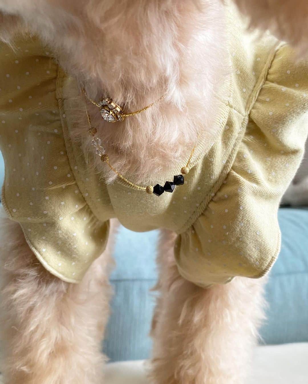 夏焼雅さんのインスタグラム写真 - (夏焼雅Instagram)「ぴーちゃんの新しいお洋服かわいいでしょ〜🌼﻿ ﻿ ▶︎ @moncheri.dog ﻿☁️🌞☁️ モンシェリさんのお洋服はぴーちゃんの体型にぴったりなので お気に入りブランドです♡﻿ サイズは【M size】を着用してます💕 ﻿ ぴーちゃんはちょっとスリム体型なので、ブランドによってMサイズでも大きめの時があってピッタリなの見つけるのって結構大変だったりするんだよね〜💭﻿ ﻿ わんちゃん飼ってる方にご参考までに…﻿ ぴーは【2.85㎏】です🐩♡  ２枚目の写真かわいいから見て😂 座り方ぁぁぁぁ〜♡笑 Follow me ▶︎ @peace.happy.peace   ﻿ #ぴーフク﻿ #トイプードル﻿ #モンシェリ﻿ #moncheridog  #moncheridogさんのお洋服 ♡」4月1日 12時22分 - miyaaa0825