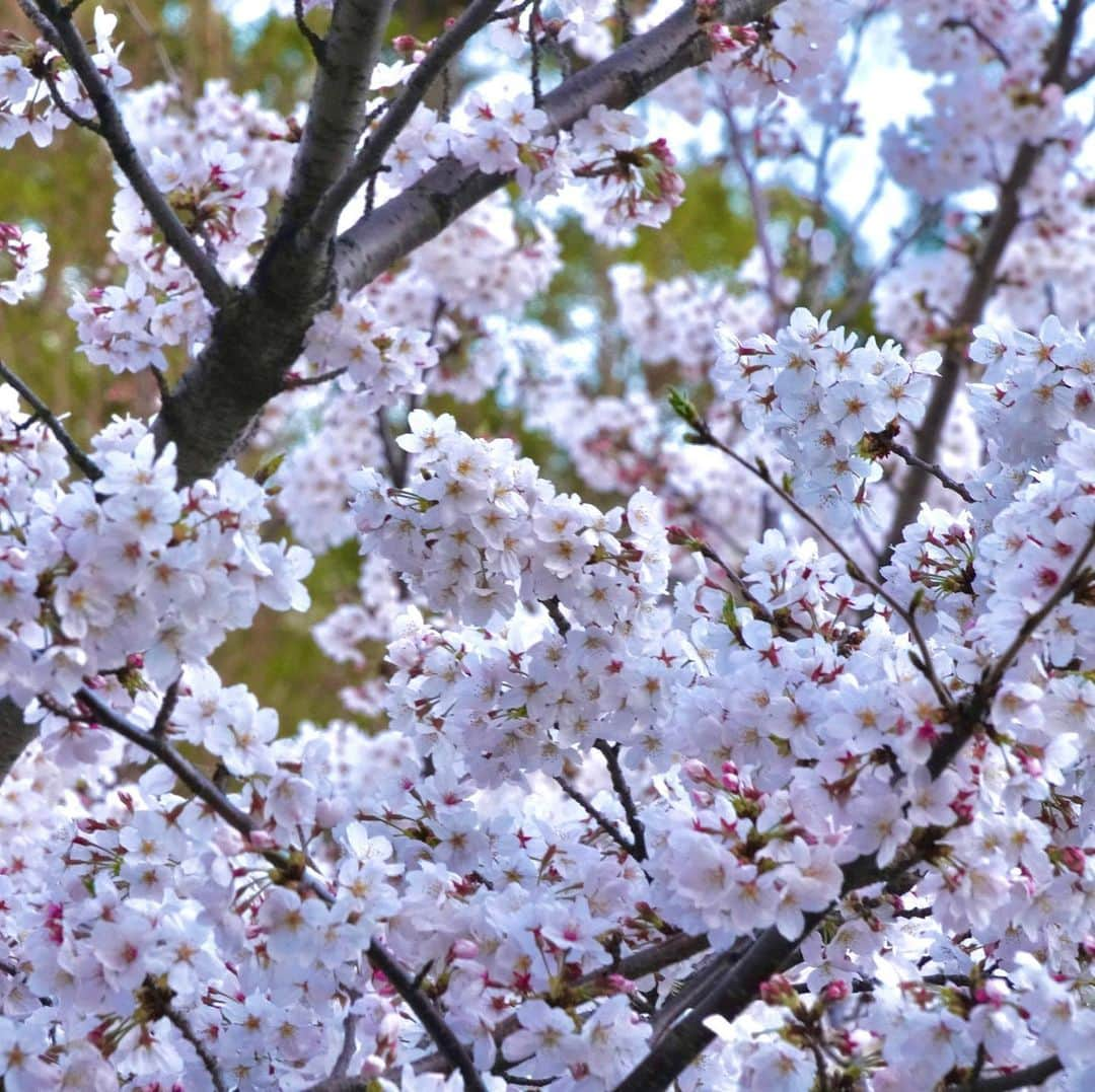 けらえいこのインスタグラム：「恒例メンバーと、一瞬だけお花見。小１男子に、さくら餅といちご大福をいだだきました。 #食べ物だった笑 #グミの味 #大きくなったね #デバイスは学校で配られたものだって #私の時代は竹ヒゴの数え棒とかだった」