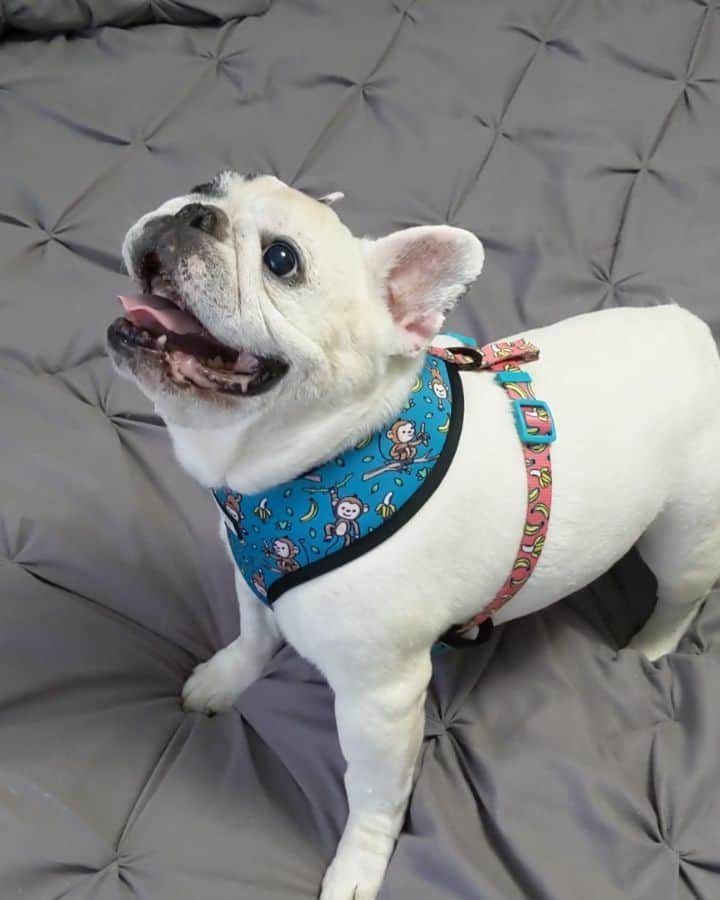 Manny The Frenchieのインスタグラム：「Ma said no more monkeys jumping on the bed and I'm protesting! 😃🐵🐒 🍌New harness just launched from @frenchie_bulldog」