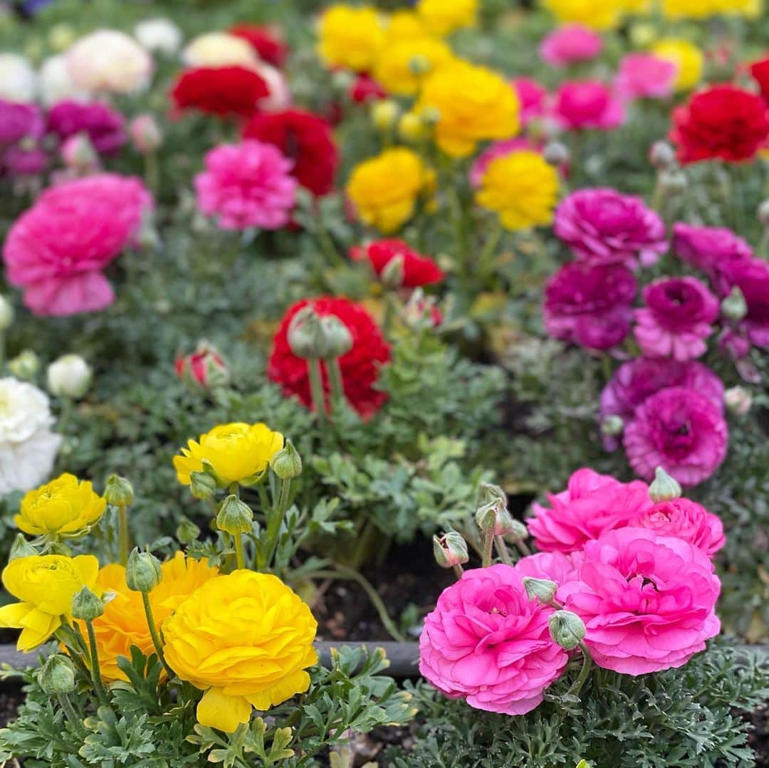 吉田美紀さんのインスタグラム写真 - (吉田美紀Instagram)「・ ・ 新年度スタート。 4月になりましたね･:*+. お花が綺麗な季節だなぁ♡♡ ・ 最近のカメラロール、お花がたくさん！！ ・ #april #flowers #colorful #4月 #新年度 #お花 #カラフル」4月1日 9時01分 - miki__yoshida