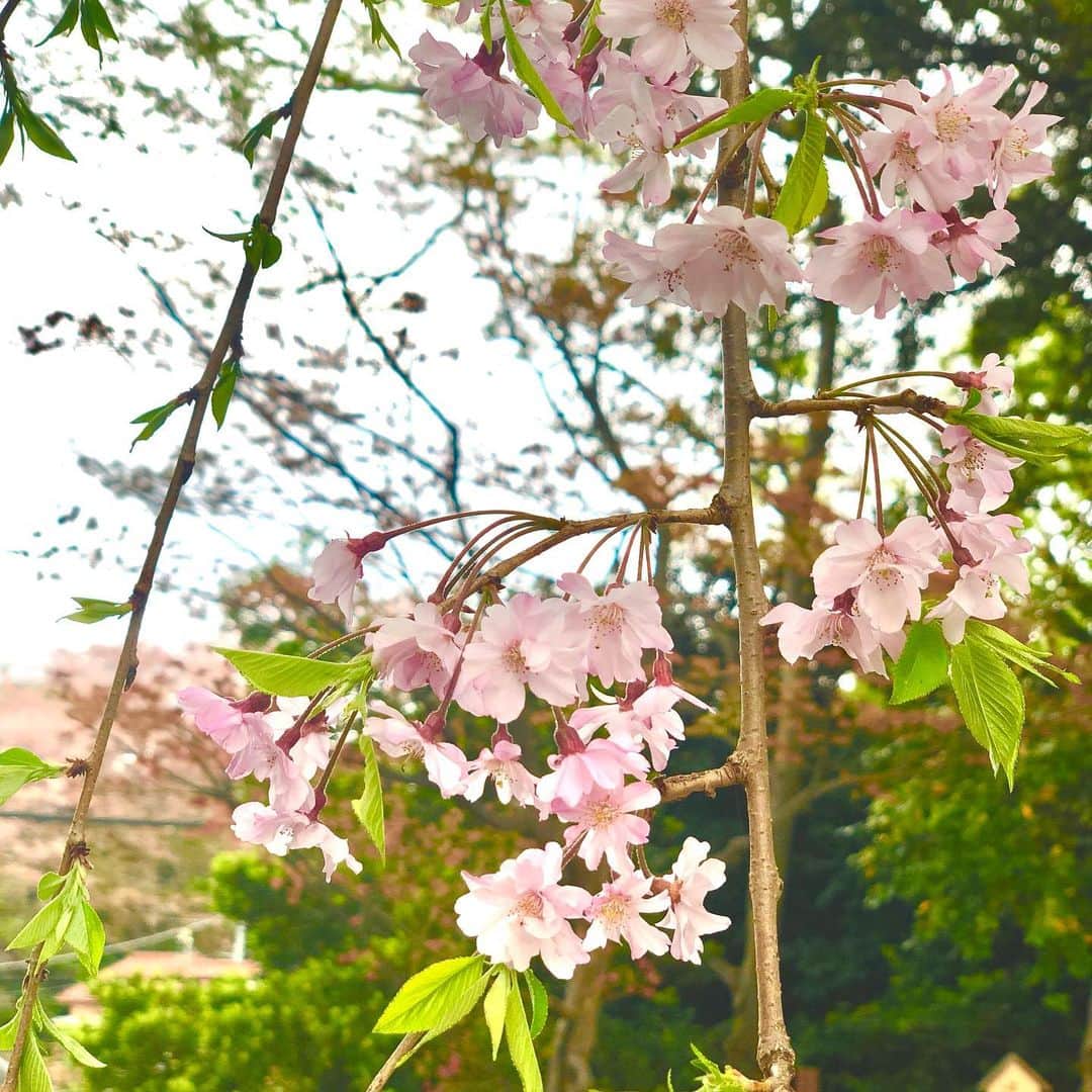 村主章枝さんのインスタグラム写真 - (村主章枝Instagram)「My sister sent this picture.  So beautiful🌸 #springiscoming」4月1日 9時15分 - fumie.suguri