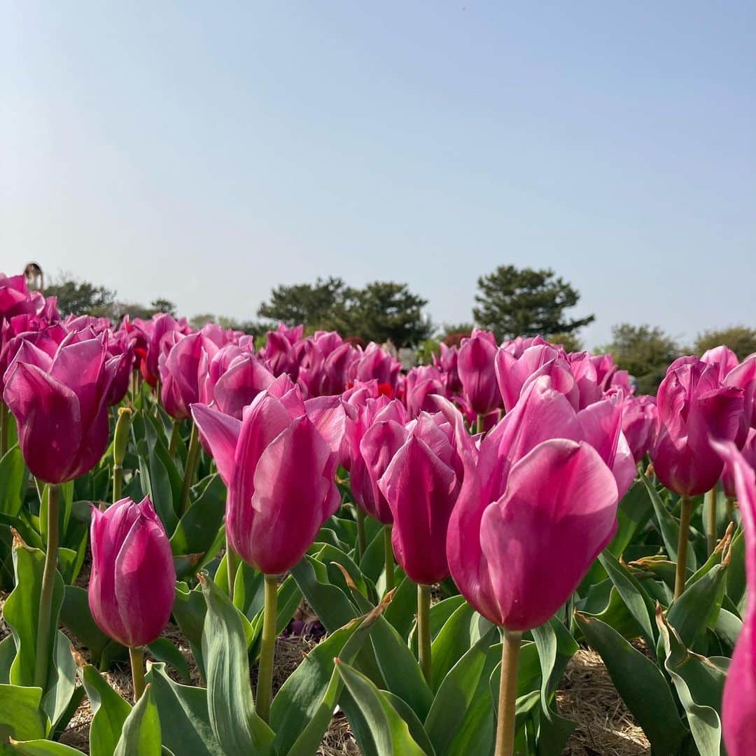 重長智子さんのインスタグラム写真 - (重長智子Instagram)「. . チューリップに癒された1日🌷 . 吉田公園はとにかく広〜い✨ 無料で遊べる公園では、静岡県内で 一番ではないかと思います😊 子連れに人気のスポットです👍 . 広さは東京ドームのおよそ3個分だそうです😳 . チューリップ祭りは終わりましたが 見頃は続いています💓 . 桜はそろそろ終わりという感じ、 桜吹雪が美しかったですよ🌸 . 運動不足なので、今朝は筋肉痛😂笑 . ※写真は3／31の様子です📸 . . #静岡 #吉田町 #吉田公園 #子連れに人気 #チューリップ #遊具もあるよ #サッカーもできる #歩きすぎてクタクタ #育休中だけど休みなし #春休みだから」4月1日 10時04分 - tomoko_shigenaga