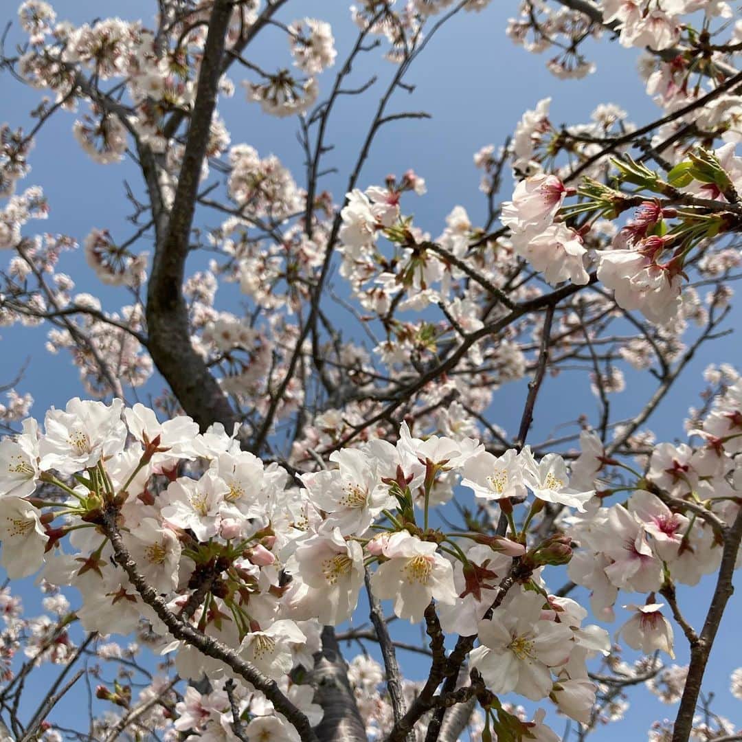 重長智子さんのインスタグラム写真 - (重長智子Instagram)「. . チューリップに癒された1日🌷 . 吉田公園はとにかく広〜い✨ 無料で遊べる公園では、静岡県内で 一番ではないかと思います😊 子連れに人気のスポットです👍 . 広さは東京ドームのおよそ3個分だそうです😳 . チューリップ祭りは終わりましたが 見頃は続いています💓 . 桜はそろそろ終わりという感じ、 桜吹雪が美しかったですよ🌸 . 運動不足なので、今朝は筋肉痛😂笑 . ※写真は3／31の様子です📸 . . #静岡 #吉田町 #吉田公園 #子連れに人気 #チューリップ #遊具もあるよ #サッカーもできる #歩きすぎてクタクタ #育休中だけど休みなし #春休みだから」4月1日 10時04分 - tomoko_shigenaga