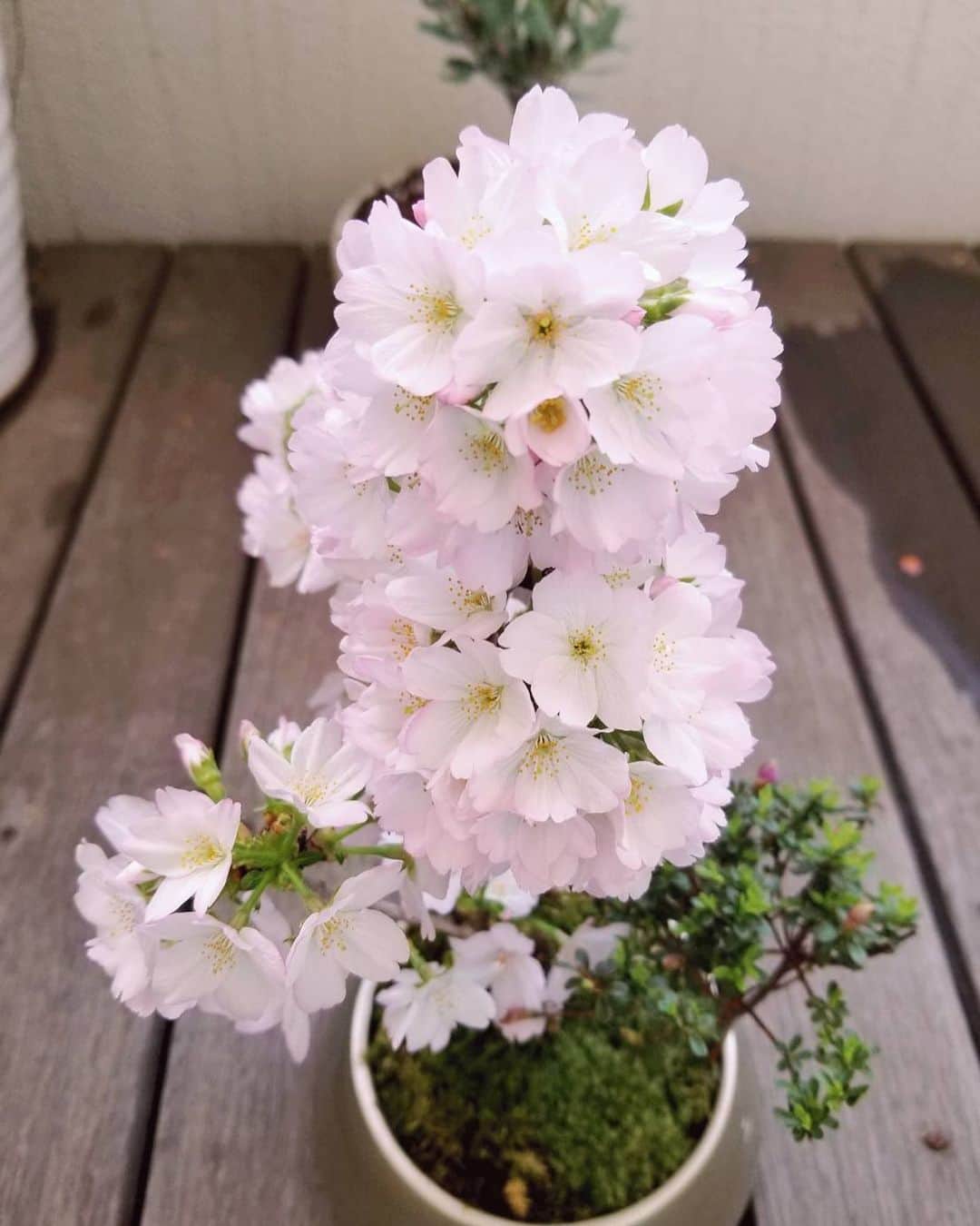 羽田美智子さんのインスタグラム写真 - (羽田美智子Instagram)「今日から4月スタートですね‼️  姪っ子も大学の入学式に出掛けましたし、今日から新生活の方も多いでしょうね🌸  良い出会いや経験に恵まれてほしいな☺️  芦田多恵さんにいただいた『桜』が満開になりました🌸🌸🌸  今年はどこにもお花見に行ってないので、我が家のベランダでお花見です🌸🌸🌸 桜は本当に可愛いですね💕  そして今日はエイプリルフール😊 クスッと笑ってもらえそうな嘘、考え中です☺️  何がいいかな、、、、？  #taeashida」4月1日 10時08分 - michikohada