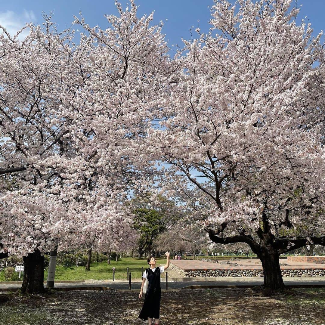 加藤紀子さんのインスタグラム写真 - (加藤紀子Instagram)「桜っ子クラブさくら組だったのは30年前だって😄  ハラハラと舞う桜の花びらを目で追っては、そんなことをふと。  #桜っ子クラブさくら組」4月1日 10時11分 - katonoriko