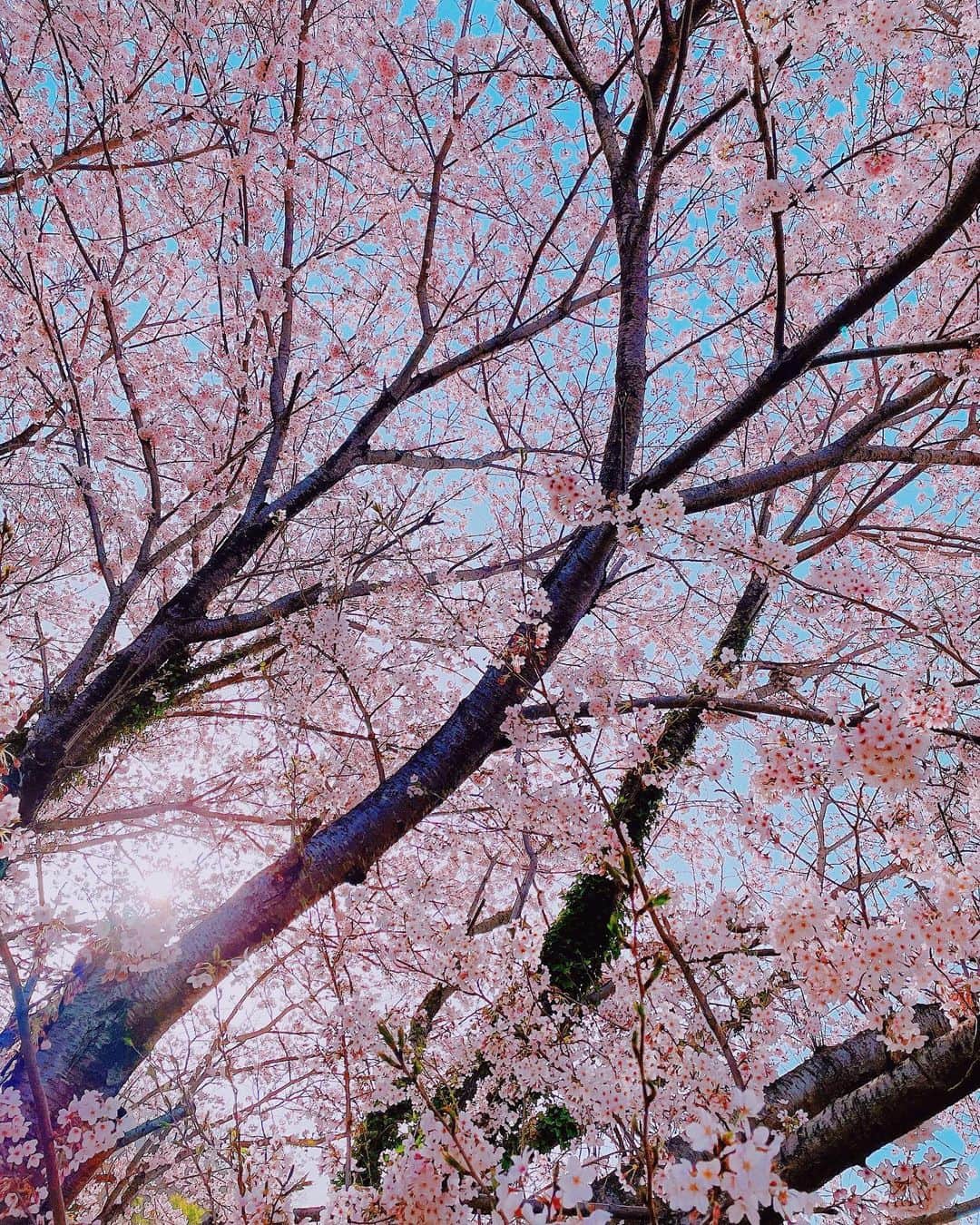 堀江直美さんのインスタグラム写真 - (堀江直美Instagram)「新年度✨ やっぱりpostしたいのは桜🌸🌸🌸 儚さ含め美しい！  今から忙しい日が続くけどこの春の陽気に心躍らせ頑張れそう💃  #2021春#桜#cherryblossom#花見#お花見#春#spring#20210401」4月1日 10時46分 - naomiiiiiiiiiiii