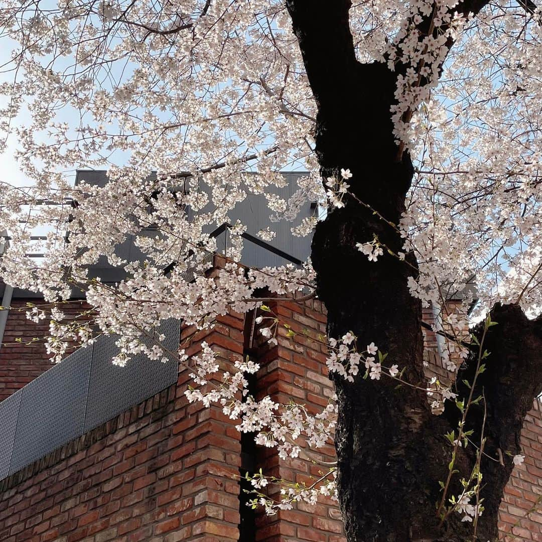 ユンジュさんのインスタグラム写真 - (ユンジュInstagram)「April 🌷🌷🤍」4月1日 22時12分 - __pink_tape