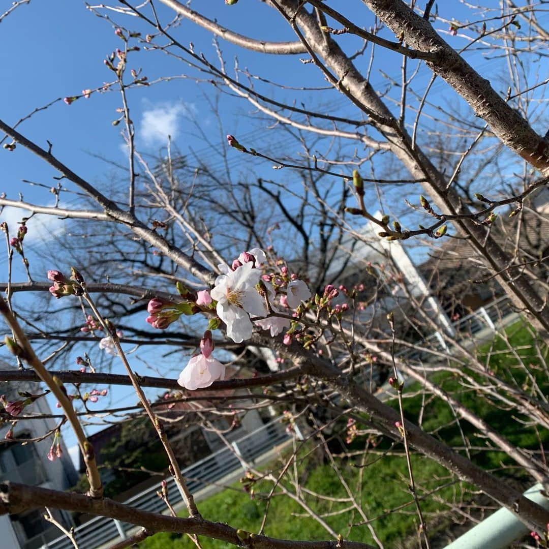 須田亜香里さんのインスタグラム写真 - (須田亜香里Instagram)「#東海テレビスイッチ 一つ前の投稿とこちらの投稿、それぞれロケでお邪魔した、桜が楽しめる噂の喫茶店です☕️ お料理の見た目はもちろん、味も景色も最高で、五感で満たされますよ。 写真撮りそびれてしまったけど、ふわふわキッシュもめちゃくちゃ美味しかった！ 気になる！という方はロキポのアプリでも配信中ですのでぜひチェックしてみてね🌸 #東海地方 #名古屋市 #名古屋カフェ #稚児宮カフェ #映えスイーツ #桜スイーツ」4月1日 20時48分 - akarisuda