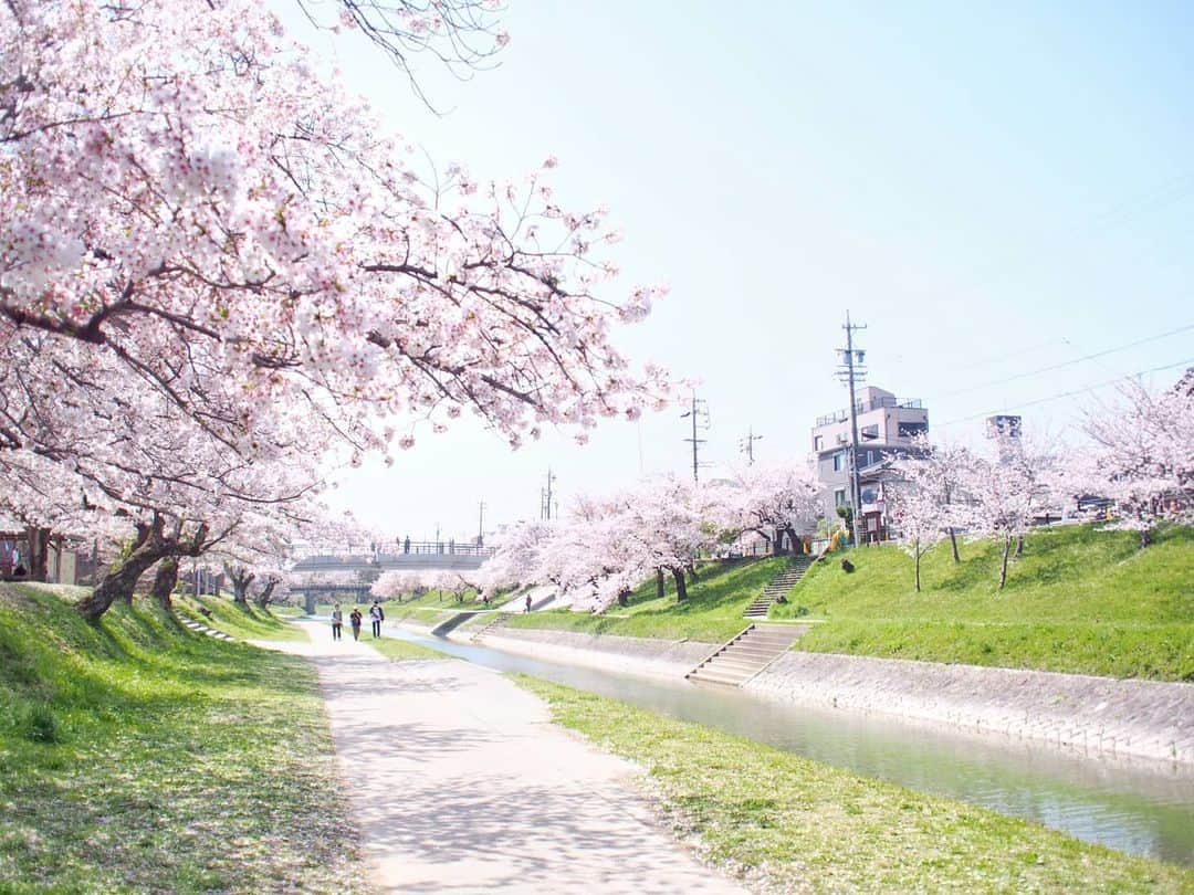 酒井千佳さんのインスタグラム写真 - (酒井千佳Instagram)「* 毎日桜の投稿すみません。   この季節は毎日お花見してる。   きのうは 愛知県岡崎市の祖母宅に来ていたので ついでに岡崎の桜の名所 岡崎公園へ。   ちょっと散りはじめだったけど見事でした。   岡崎城のある公園内より 伊賀川沿いが綺麗だったな。   最後以外は伊賀川の写真。  春っていいね。  #お花見2021 #お花見さんぽ #お花見マニア #赤ちゃんと桜 #岡崎市 #岡崎桜祭り #岡崎公園桜祭り #岡崎公園 #伊賀川 #乙川 #今日も岡崎 #岡崎城 #岡崎城桜祭り」4月1日 20時51分 - sakaichikaaaa