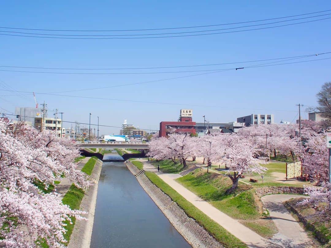 酒井千佳さんのインスタグラム写真 - (酒井千佳Instagram)「* 毎日桜の投稿すみません。   この季節は毎日お花見してる。   きのうは 愛知県岡崎市の祖母宅に来ていたので ついでに岡崎の桜の名所 岡崎公園へ。   ちょっと散りはじめだったけど見事でした。   岡崎城のある公園内より 伊賀川沿いが綺麗だったな。   最後以外は伊賀川の写真。  春っていいね。  #お花見2021 #お花見さんぽ #お花見マニア #赤ちゃんと桜 #岡崎市 #岡崎桜祭り #岡崎公園桜祭り #岡崎公園 #伊賀川 #乙川 #今日も岡崎 #岡崎城 #岡崎城桜祭り」4月1日 20時51分 - sakaichikaaaa